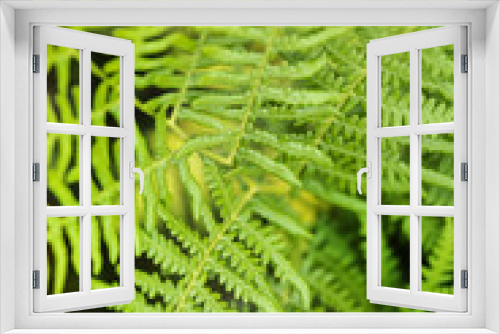 Fototapeta Naklejka Na Ścianę Okno 3D - Close up image of lush green fern in Summer in forest
