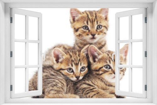 Fototapeta Naklejka Na Ścianę Okno 3D - Three kittens.