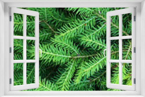 Fototapeta Naklejka Na Ścianę Okno 3D - Green needles of fir tree.