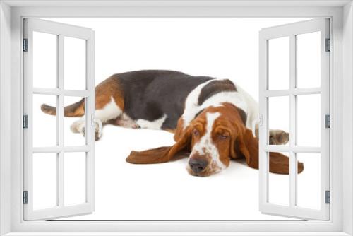 Fototapeta Naklejka Na Ścianę Okno 3D - Basset Hound dog sleeping