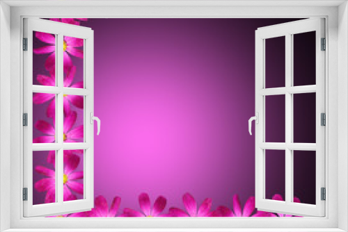 Fototapeta Naklejka Na Ścianę Okno 3D - Beautiful floral background isolated purple kosmeya 