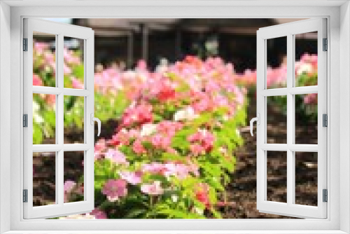 Fototapeta Naklejka Na Ścianę Okno 3D - 富良野の綺麗な花畑