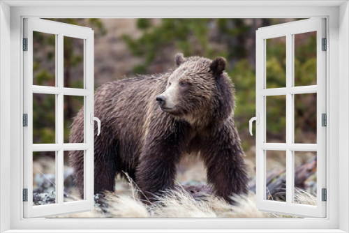 Fototapeta Naklejka Na Ścianę Okno 3D - Bears in the Wild