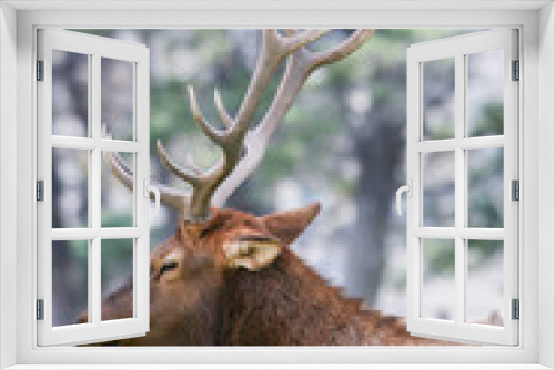 Fototapeta Naklejka Na Ścianę Okno 3D - Elk in the wild