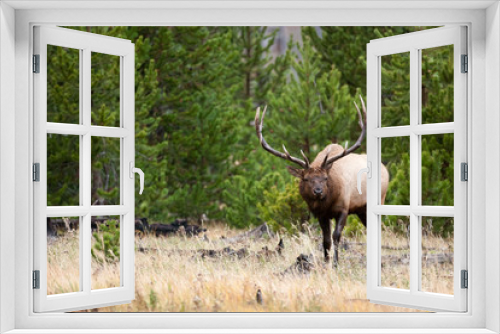 Fototapeta Naklejka Na Ścianę Okno 3D - Elk in the wild
