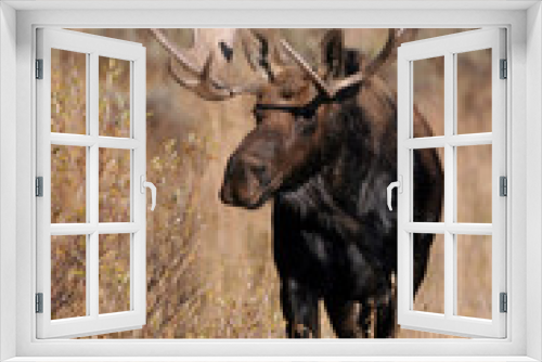 Fototapeta Naklejka Na Ścianę Okno 3D - Bull Moose in the wild