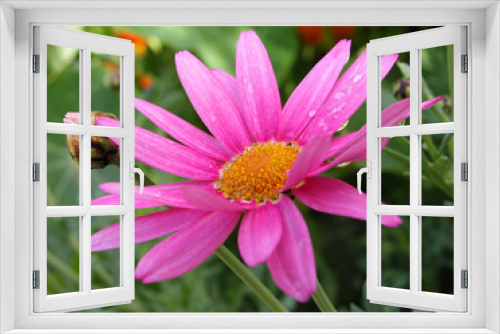 Fototapeta Naklejka Na Ścianę Okno 3D - Argyranthemum flower