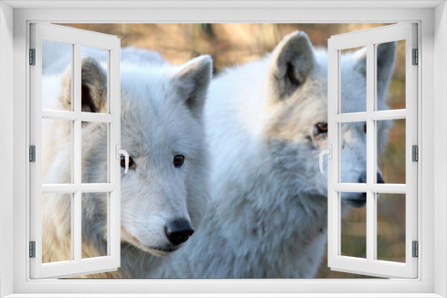 Fototapeta Naklejka Na Ścianę Okno 3D - White wolves in wildlife reservation