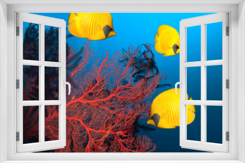 Fototapeta Naklejka Na Ścianę Okno 3D - Underwater image of coral reef and Masked Butterfly Fish