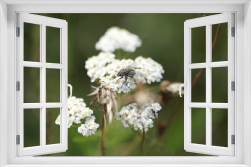 Fototapeta Naklejka Na Ścianę Okno 3D - mucha na kwiatku