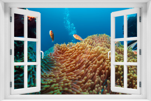 Fototapeta Naklejka Na Ścianę Okno 3D - Tropical Fishes near Colorful Coral Reef