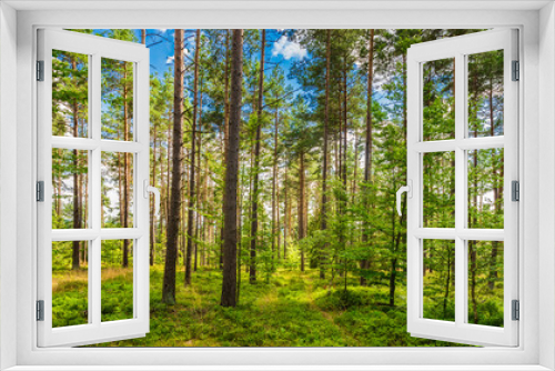 Fototapeta Naklejka Na Ścianę Okno 3D - Wald Natur Landschaft