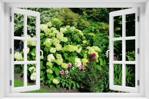 Fototapeta Naklejka Na Ścianę Okno 3D - Rispenhortensie blüht im Sommergarten mit Dahlien