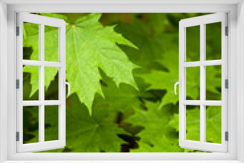 Fototapeta Naklejka Na Ścianę Okno 3D - Maple leaves./ Maple leaves beautiful background.