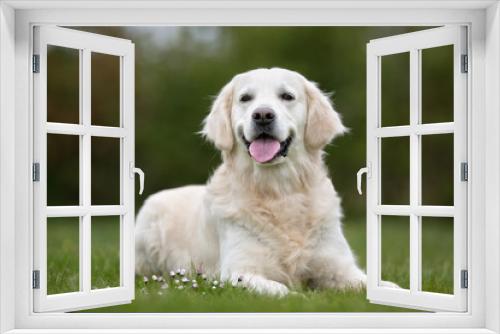 Fototapeta Naklejka Na Ścianę Okno 3D - Golden Retriever dog outdoors in nature