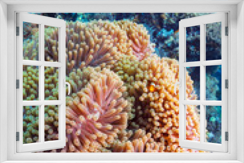 Fototapeta Naklejka Na Ścianę Okno 3D - Tropical Fishes near Colorful Coral Reef