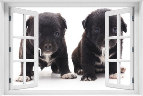 Fototapeta Naklejka Na Ścianę Okno 3D - Two black puppies.