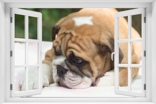 Fototapeta Naklejka Na Ścianę Okno 3D - sad puppy English bulldog clousup