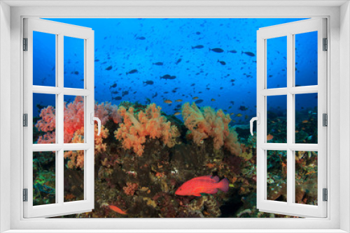 Fototapeta Naklejka Na Ścianę Okno 3D - Coral reef underwater sea ocean