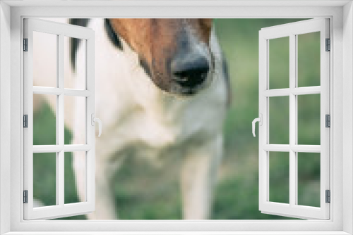 Fototapeta Naklejka Na Ścianę Okno 3D - Dog standing outdoor