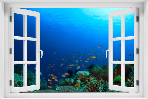 Fototapeta Naklejka Na Ścianę Okno 3D - Coral reef underwater sea ocean