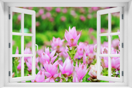 Fototapeta Naklejka Na Ścianę Okno 3D - pink flower at flowers garden and background blur .
