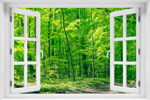 Fototapeta Naklejka Na Ścianę Okno 3D - Green beech forest in a panorama scenery