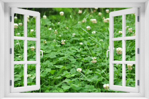 Fototapeta Naklejka Na Ścianę Okno 3D - Green clover grass on meadow outdoor