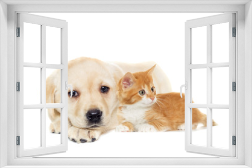 Fototapeta Naklejka Na Ścianę Okno 3D - kitten and puppy Labrador on a white background