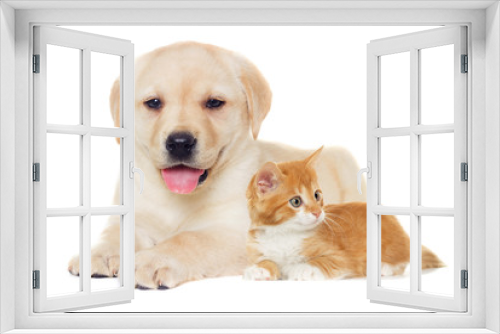 Fototapeta Naklejka Na Ścianę Okno 3D - kitten and puppy Labrador on a white background