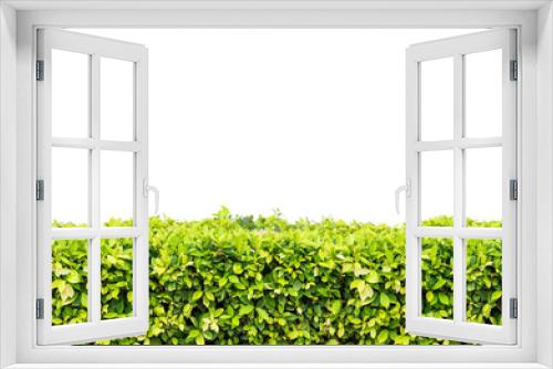 Fototapeta Naklejka Na Ścianę Okno 3D - Natural green leaves wall and white background with clipping path