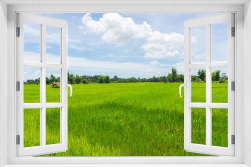 Fototapeta Naklejka Na Ścianę Okno 3D - rice field and hut with Cloudy skies and beautiful