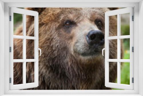 Fototapeta Naklejka Na Ścianę Okno 3D - Mainland grizzly (Ursus arctos horribilis).
