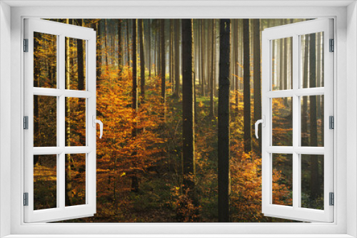 Fototapeta Naklejka Na Ścianę Okno 3D - Autumn, Forest Illuminated by Sunbeams through Fog, Leafs Changing Colour, real photograph, no composing