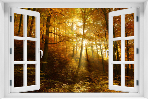 Fototapeta Naklejka Na Ścianę Okno 3D - Autumn, Forest of Deciduous Trees Illuminated by Sunbeams through Fog, Leafs Changing Colour, real photograph, no composing