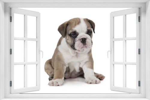 Fototapeta Naklejka Na Ścianę Okno 3D - English Bulldog on white background