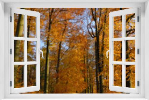 Fototapeta Naklejka Na Ścianę Okno 3D - Herbstwald blauer Himmel