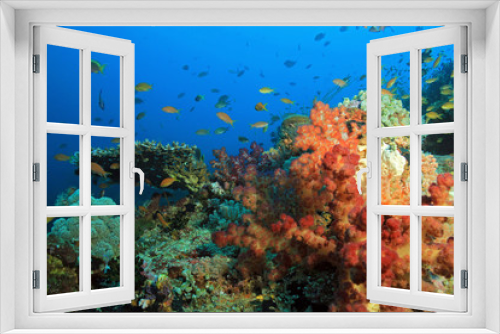 Fototapeta Naklejka Na Ścianę Okno 3D - Colorful Coral Reef against Blue Water. Dampier Strait, Raja Ampat, Indonesia