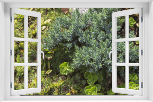 Fototapeta Naklejka Na Ścianę Okno 3D - Evergreen juniper twig background