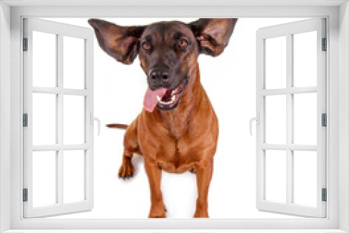 Fototapeta Naklejka Na Ścianę Okno 3D - Lustiger Hund mit fliegenden Ohren