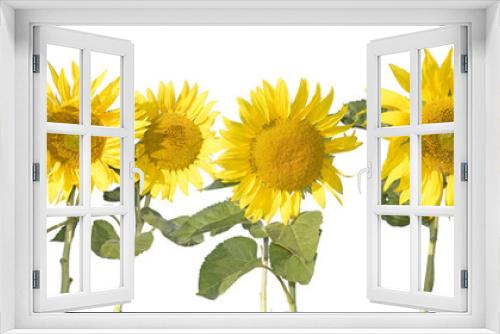 Fototapeta Naklejka Na Ścianę Okno 3D - Wyizolowane słoneczniki na białym tle