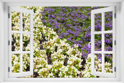Fototapeta Naklejka Na Ścianę Okno 3D - white and violet decorative flowers in garden