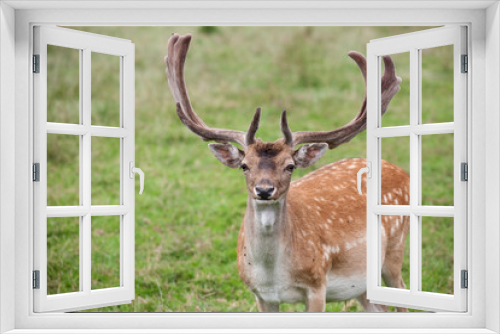 Fototapeta Naklejka Na Ścianę Okno 3D - Fallow deer
