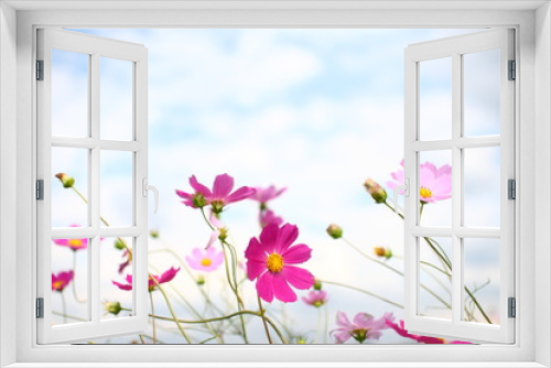 Fototapeta Naklejka Na Ścianę Okno 3D - Cosmos Flower Garden