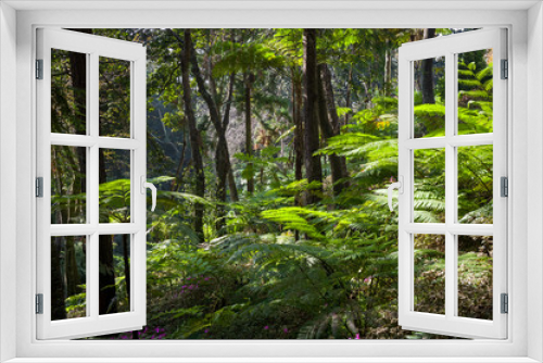 Fototapeta Naklejka Na Ścianę Okno 3D - Tropical forests of Madeira island