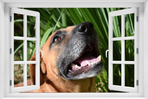 Fototapeta Naklejka Na Ścianę Okno 3D - cute dog smiling