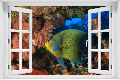 Fototapeta Naklejka Na Ścianę Okno 3D - Koran Angelfish tropical fish coral reef