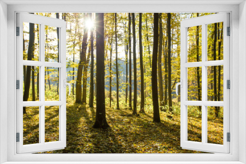 Fototapeta Naklejka Na Ścianę Okno 3D -  autumnal forest with sunbeams