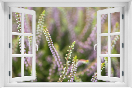 Fototapeta Naklejka Na Ścianę Okno 3D - heather blossoms close up blurred background