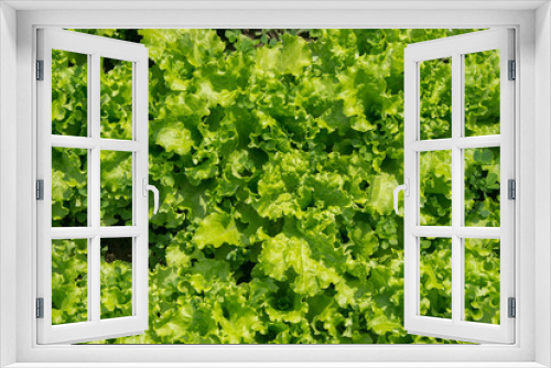 Fototapeta Naklejka Na Ścianę Okno 3D - Texture: green salad growing in the garden